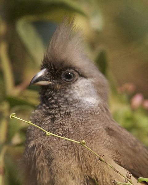 Speckled Mousebird (Colius striatus) ©WikiC