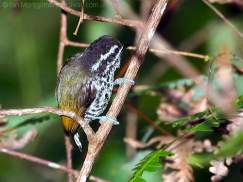Speckled Piculet (Picumnus innominatus) by Ian