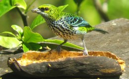 Trinidad Tanagers Contradict Competition “Law” Proposed by&nbsp;Darwinists