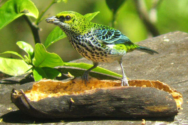 Speckled Tanager (Tangara guttata) ©WikiC