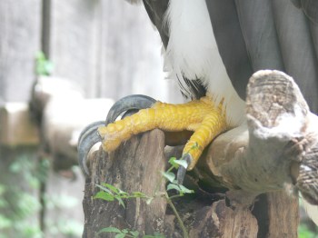 Steller's Sea Eagle (Haliaeetus pelagicus) by Lee at NA