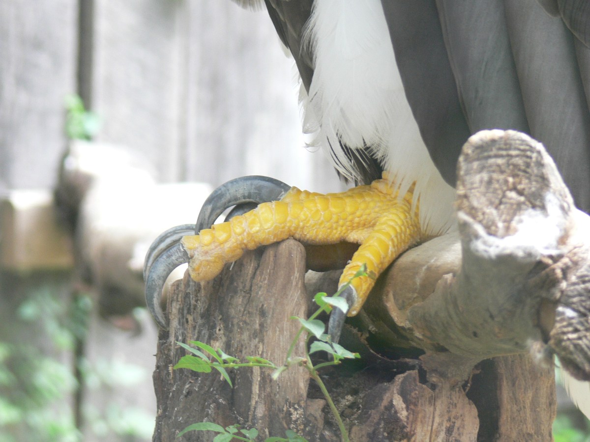 Steller's Sea Eagle (Haliaeetus pelagicus) by Lee at NA