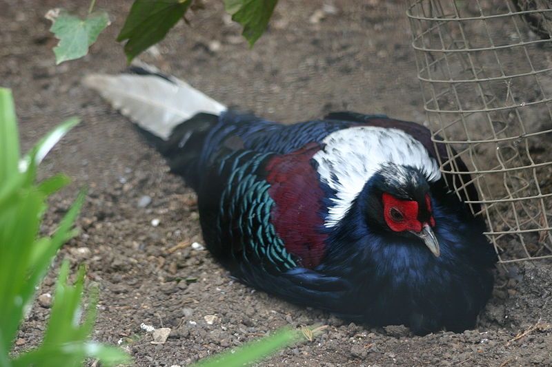 Swinhoe's Pheasant (Lophura swinhoii) ©WikiC