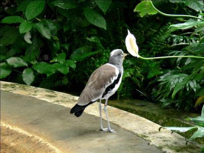 White-crowned Lapwing (Vanellus albiceps) at NA