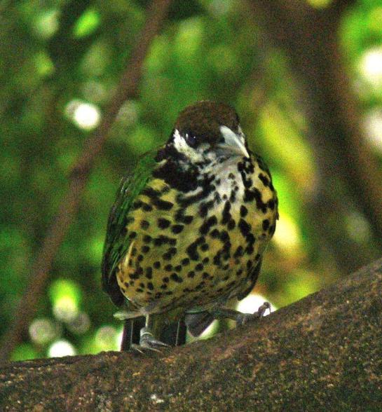 White-eared Catbird (Ailuroedus buccoides) by Lee at National Aviary White-eared Catbird (Ailuroedus buccoides) by Lee at National Aviary