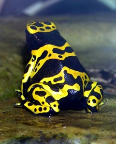 Poison Dart Frog - (Epipedobates tricolor)close ©Wiki