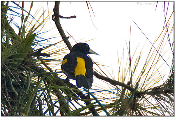 Yellow-rumped Cacique (Cacicus cela) by Daves BirdingPix