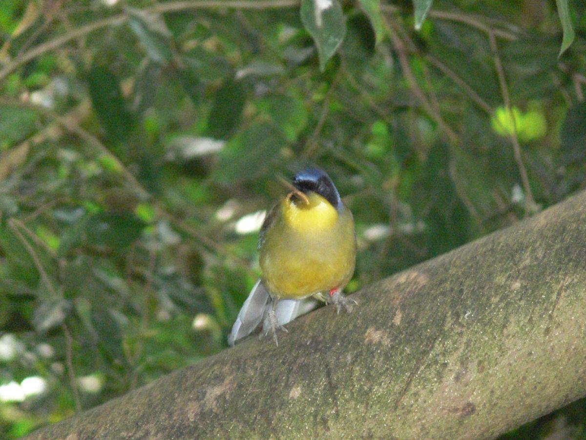 Yellow-throated Laughingthrush (Pterorhinus galbanus)