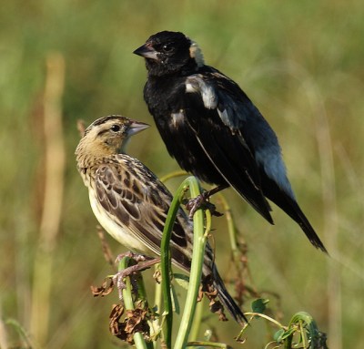 Bobolink (Dolichonyx oryzivorus) CC Pair ramendan