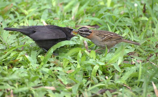 A Shiny Cowbird (Molothrus bonariensis) chick being fed by a Rufous-collared Sparrow (Zonotrichia Capensis)