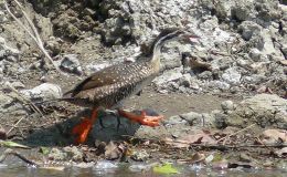 Lee’s One Word Monday –&nbsp;11/28/16