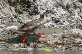 African Finfoot with puffy feet ©WikiC