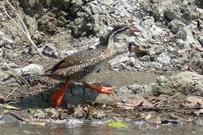 African Finfoot with puffy feet ©WikiC