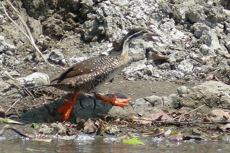 African Finfoot with puffy feet ©WikiC