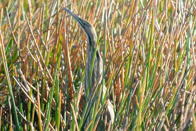 American Bittern (Botaurus lentiginosus) by Bob-Nan