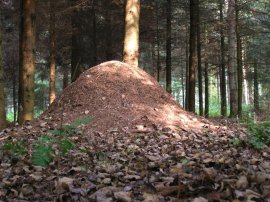 Ant Hill in Germany ©WikiC
