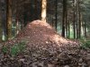 Ant Hill in Germany ©WikiC