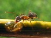 Lasius Niger ©WikiC