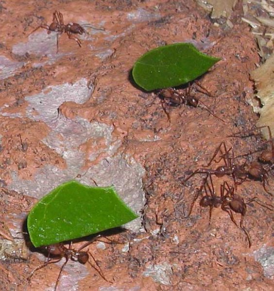 Leaf Cutting Ant©WikiC