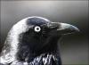 Australian Raven (Corvus coronoides) by Ian