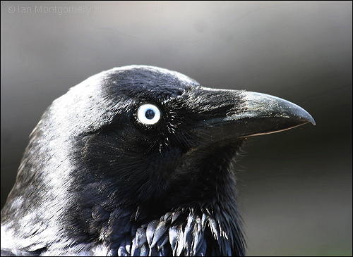 Australian Raven (Corvus coronoides) by Ian