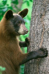 American Black Bear, Ursus americanus ©WikiC