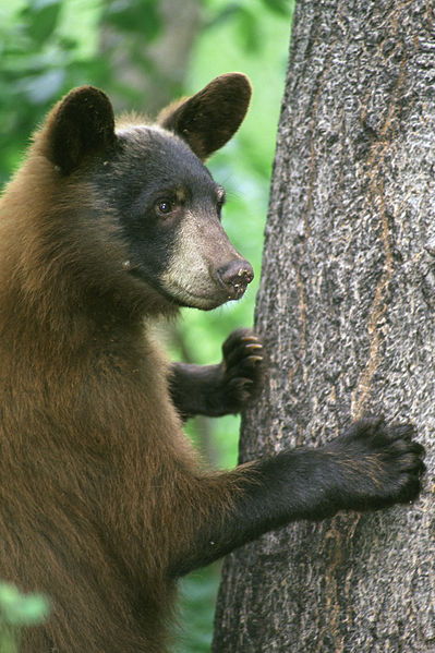 American Black Bear, Ursus americanus ©WikiC