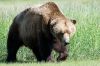 Brown Bear ©WikiC