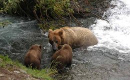 Scripture Alphabet of Animals: The&nbsp;Bear