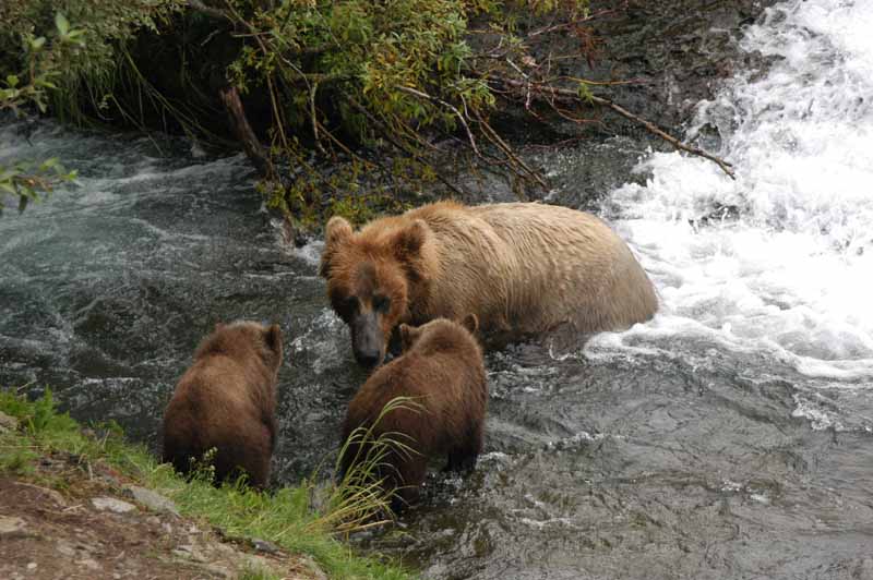 Bear Mom and two Cubs by Bob-Nan