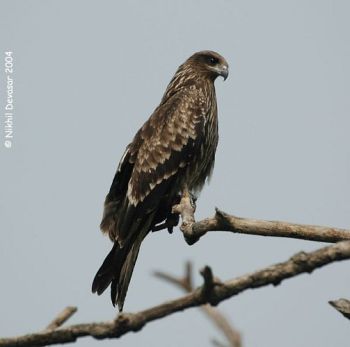 Black Kite (Milvus migrans) by Nikhil Devasar