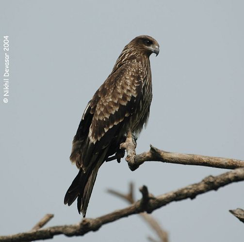 Black Kite (Milvus migrans) by Nikhil Devasar