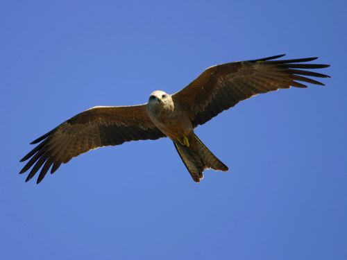 Black Kite (Milvus migrans) by Ian
