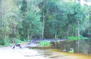 Black Vultures Lining the tree limbs-bad shot by you get the idea Black Vultures Lining the tree limbs-bad shot by you get the idea