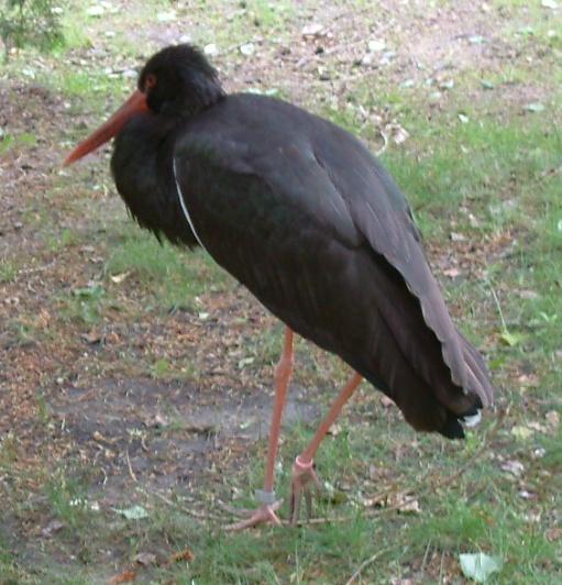 Black Stork (Ciconia nigra) ©WikiC