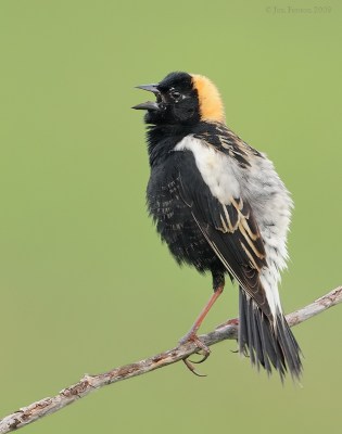 Bobolink (Dolichonyx oryzivorus) by J Fenton