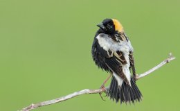 The Bobolinks Have A Tea&nbsp;Party