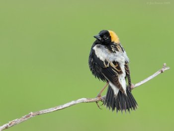 Bobolink (Dolichonyx oryzivorus) by J Fenton