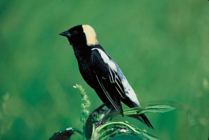 Bobolink (Dolichonyx oryzivorus) ©USFWS