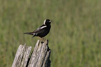 Bobolink (Dolichonyx oryzivorus) ©WikiC