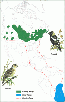 Bobolink Migration Route©WikiC
