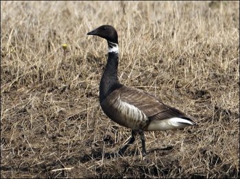 Brant Goose (Branta bernicla) by Ian