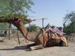 Camel Resting in the Cholistan Desert