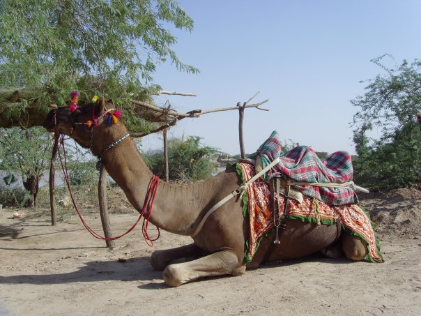 Camel Resting in the Cholistan Desert