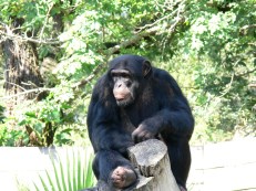 Chimpanzee at Lowry Park Zoo by Lee
