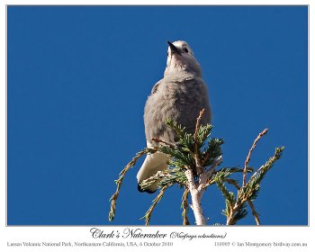 Clark's Nutcracker (Nucifraga columbiana) by Ian