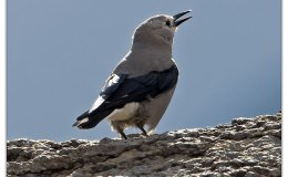 Clark’s Nuthatch’s Memory – Creation&nbsp;Moments