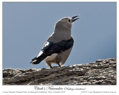 Clark's Nutcracker (Nucifraga columbiana) by Ian