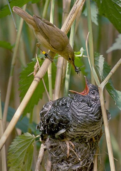 Common Cuckoo (Cuculus canorus) being raised by a Reed Warbler©WikiC