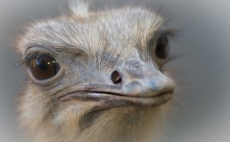 Martha and the Go-Kart&nbsp;Race